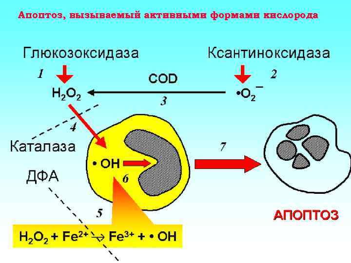 Апоптоз, вызываемый активными формами кислорода 