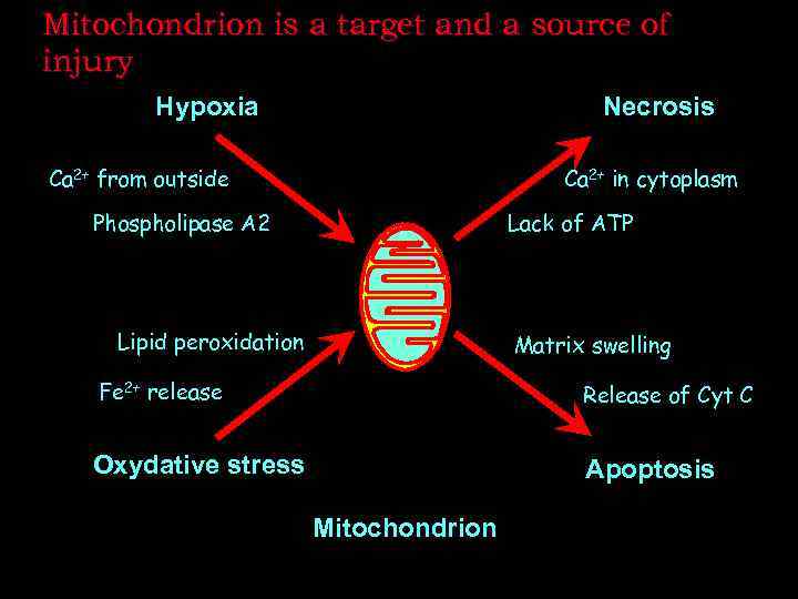 Mitochondrion is a target and a source of injury Hypoxia Necrosis Ca 2+ from