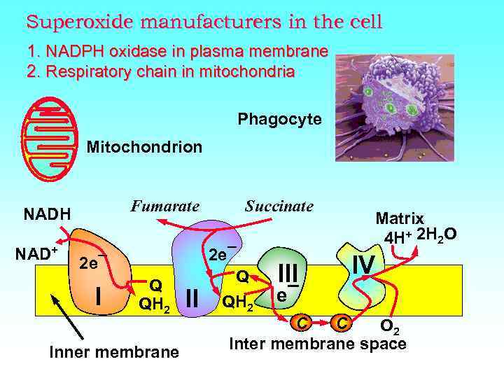 Superoxide manufacturers in the cell 1. NADPH oxidase in plasma membrane 2. Respiratory chain
