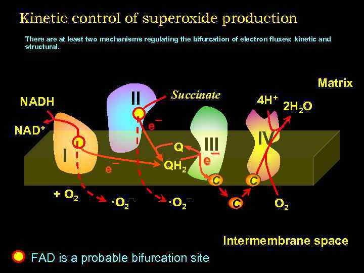 Kinetic control of superoxide production There at least two mechanisms regulating the bifurcation of