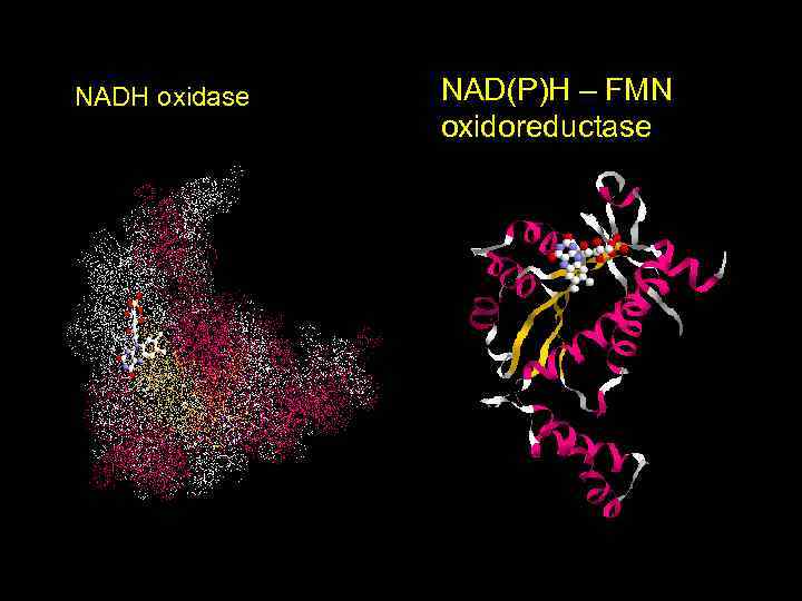 NAD(P)H – FMN oxidoreductase NADH oxidase FMN FMN 