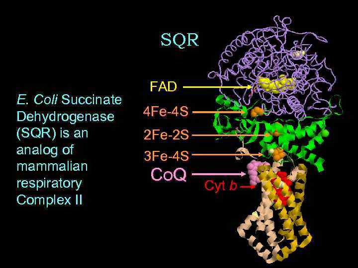 SQR E. Coli Succinate Dehydrogenase (SQR) is an analog of mammalian respiratory Complex II