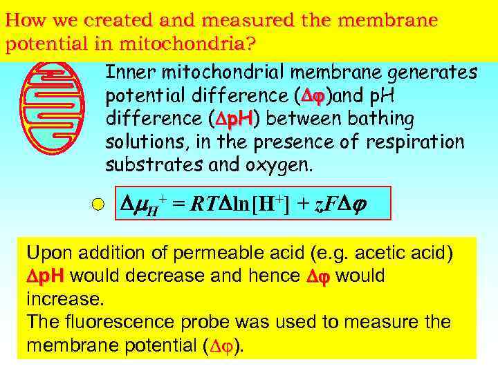 How we created and measured the membrane potential in mitochondria? Inner mitochondrial membrane generates
