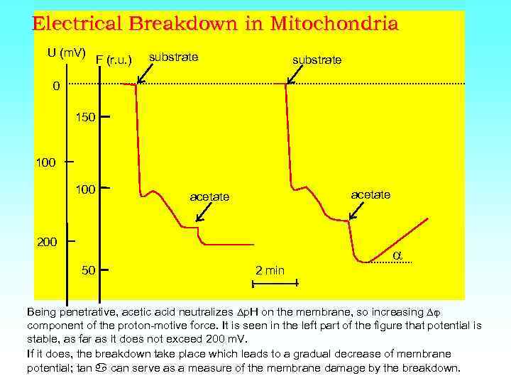 Electrical Breakdown in Mitochondria U (m. V) F (r. u. ) substrate 0 150