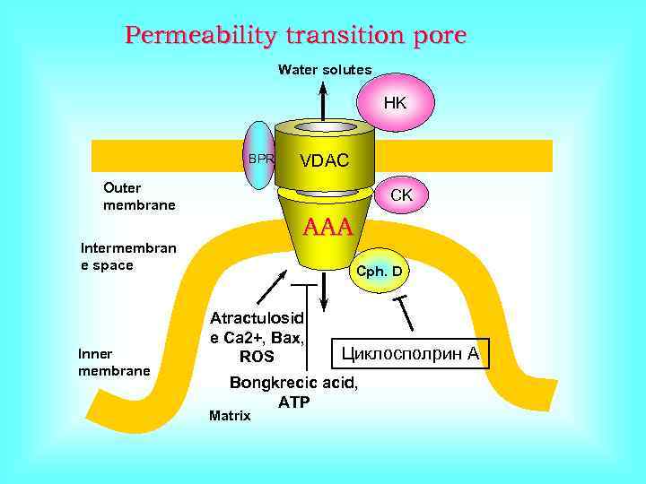 Permeability transition pore Water solutes HK BPR Outer membrane CK ААА Intermembran e space