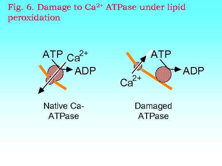 Fig. 6. Damage to Ca 2+ ATPase under lipid peroxidation ATP Ca 2+ ADP