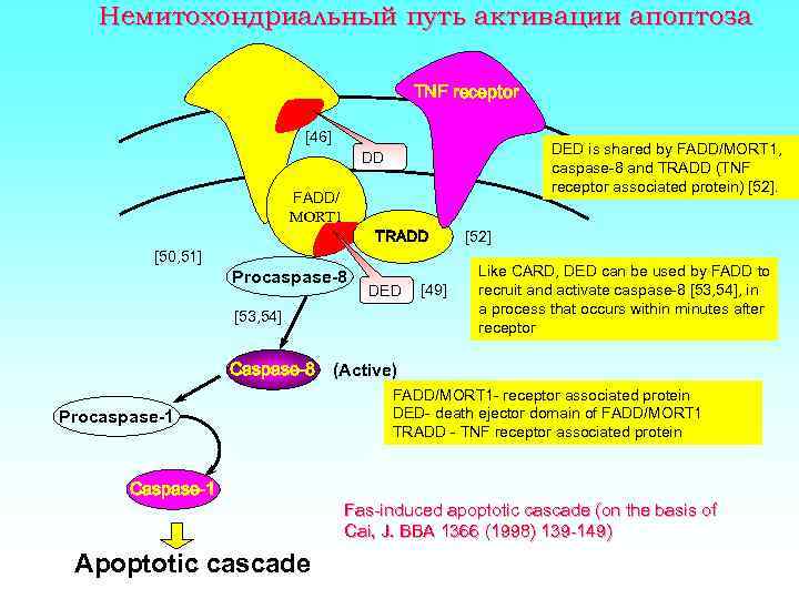 Немитохондриальный путь активации апоптоза Fas receptor TNF receptor [46] DED is shared by FADD/MORT