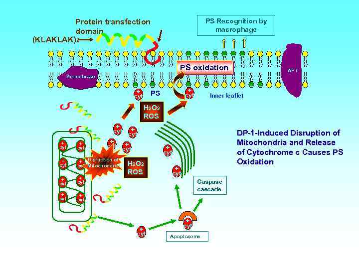 PS Recognition by macrophage Protein transfection domain (KLAKLAK)2 - - - PS oxidation Scrambrase