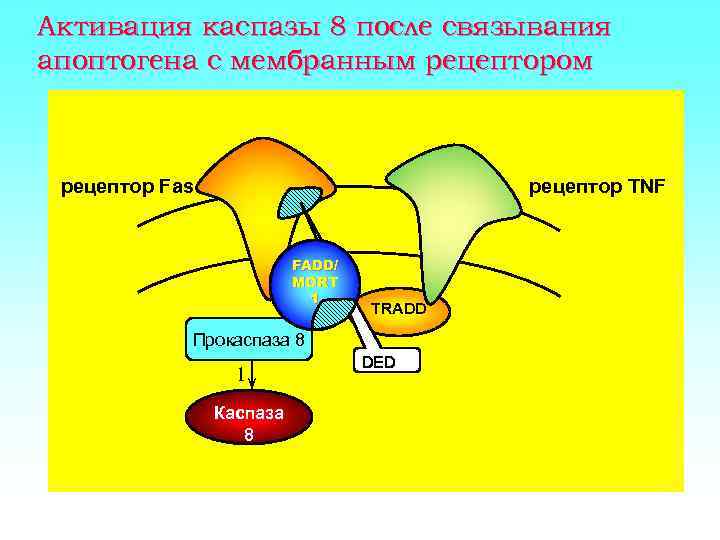 Активация каспазы 8 после связывания апоптогена с мембранным рецептором рецептор Fas рецептор TNF FADD/