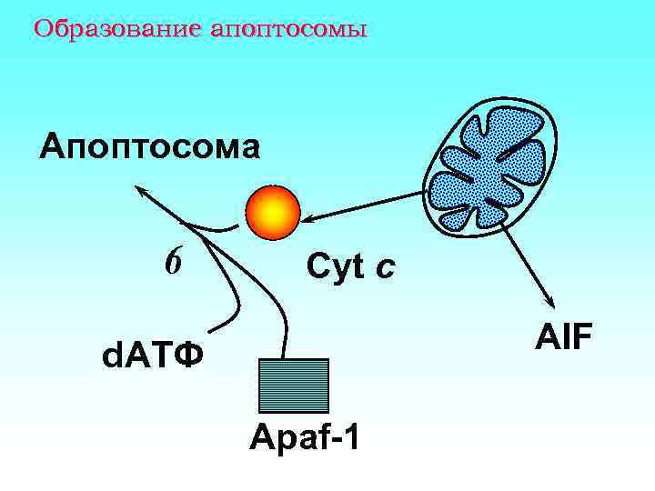Образование апоптосомы Апоптосома 6 Cyt c AIF d. АТФ Apaf-1 