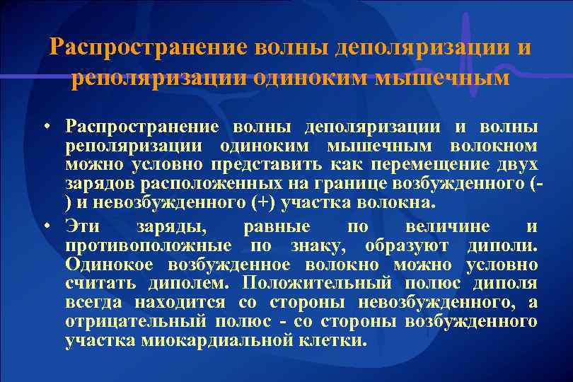 Распространение волны деполяризации и реполяризации одиноким мышечным • Распространение волны деполяризации и волны реполяризации