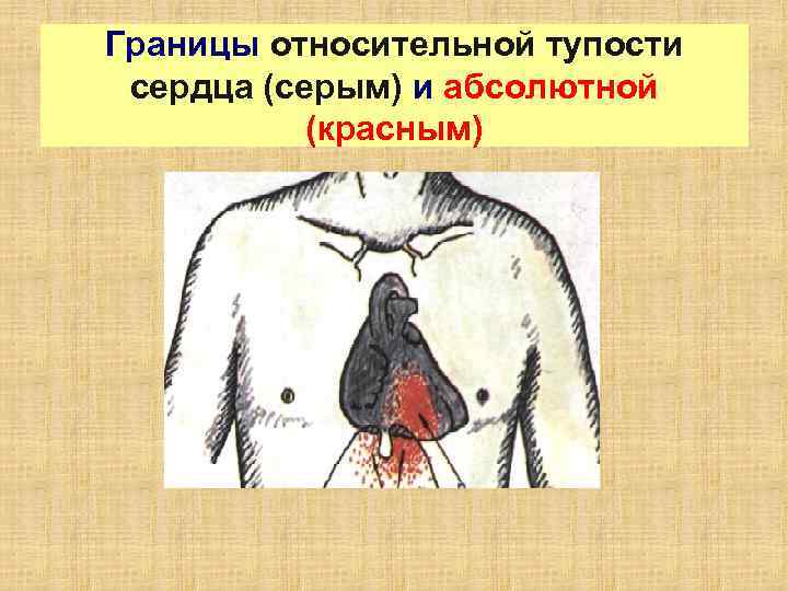 Границы относительной тупости сердца (серым) и абсолютной (красным) 