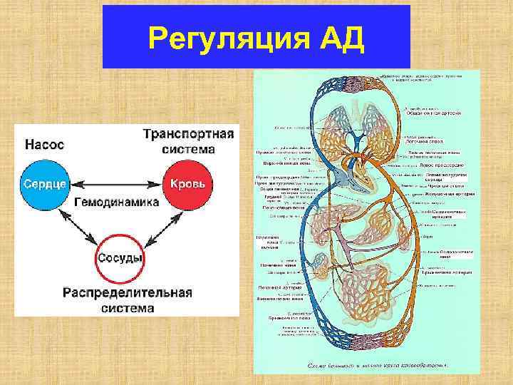 Регуляция АД 
