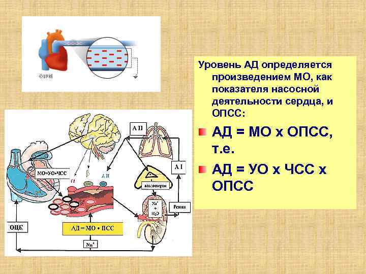 Уровень АД определяется произведением МО, как показателя насосной деятельности сердца, и ОПСС: АД =