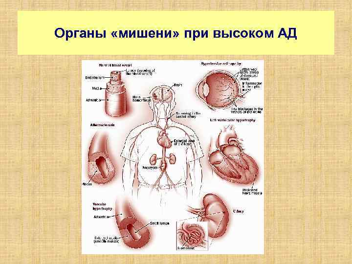 Органы «мишени» при высоком АД 