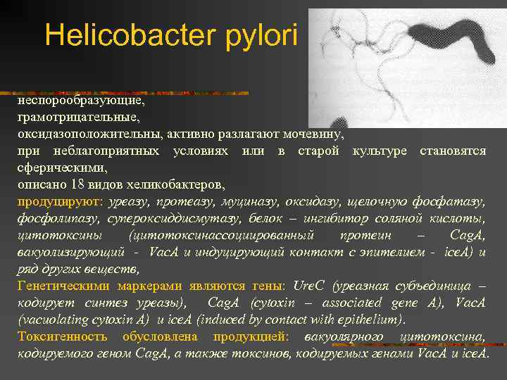 Tratamiento helicobacter pilori