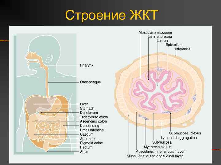Строение ЖКТ 