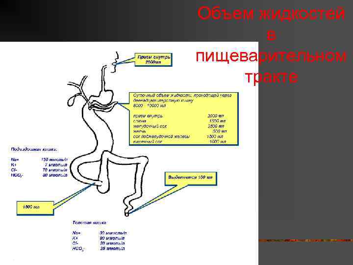 Объем жидкостей в пищеварительном тракте 