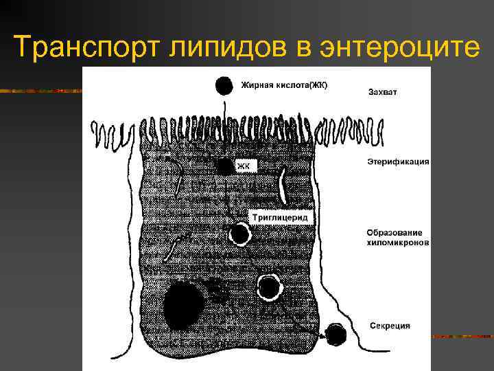 Транспорт липидов в энтероците 