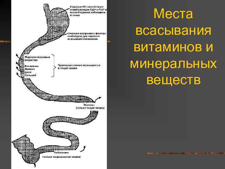Места всасывания витаминов и минеральных веществ 