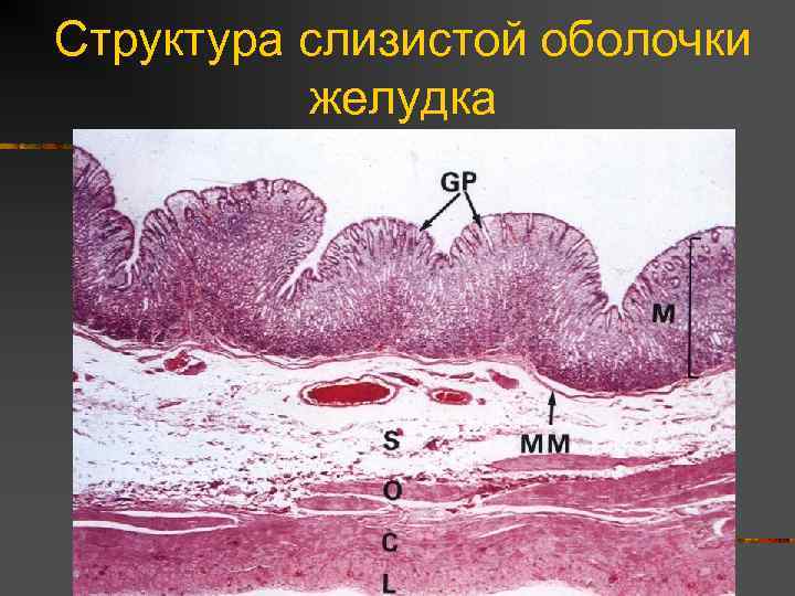 Структура слизистой оболочки желудка 