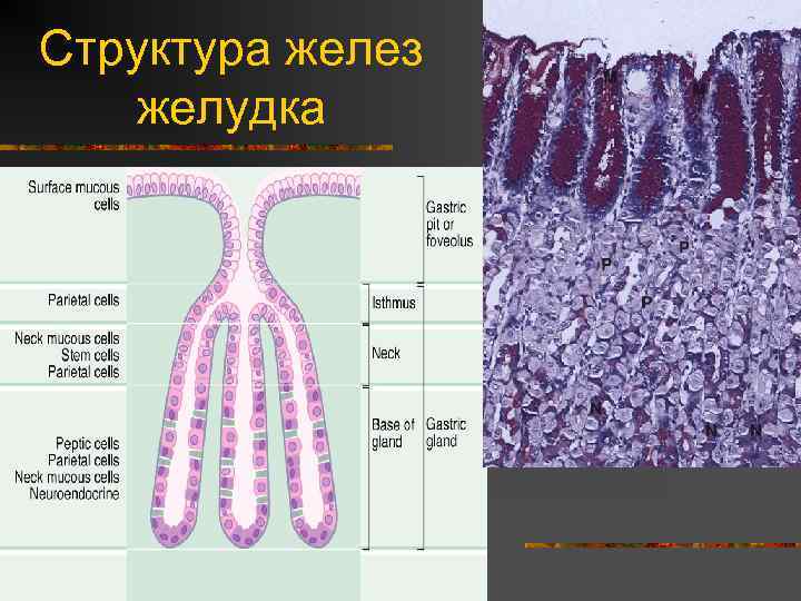 Фовеолярный эпителий