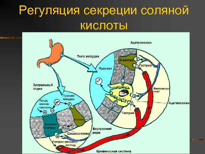 Схема образования соляной кислоты в желудке