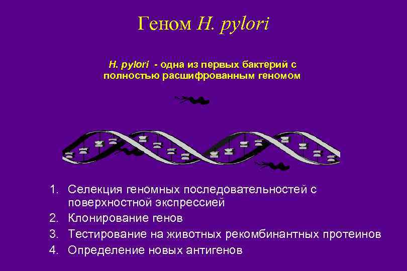 Геном H. pylori - одна из первых бактерий с полностью расшифрованным геномом 1. Селекция