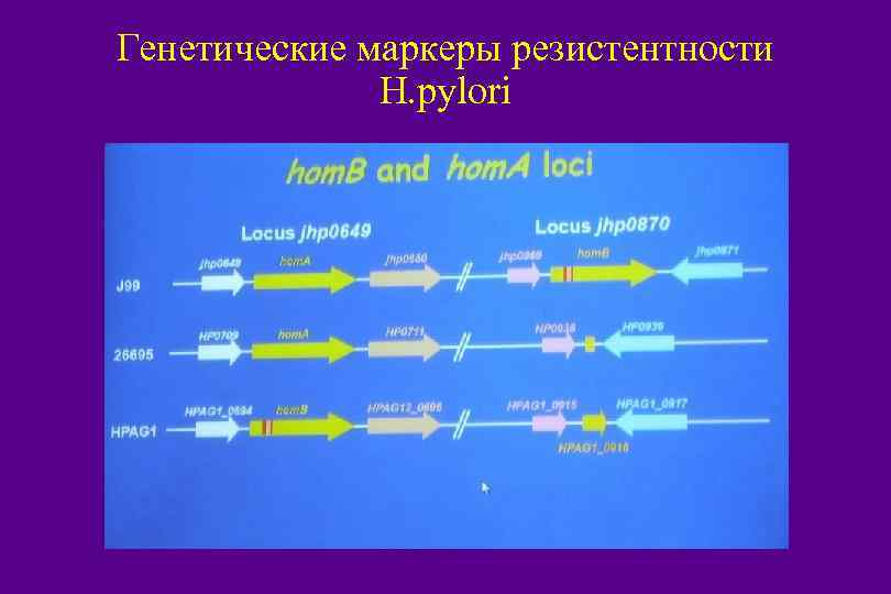 Генетические маркеры резистентности H. pylori HP 98 /NK/14 2/1/2018 