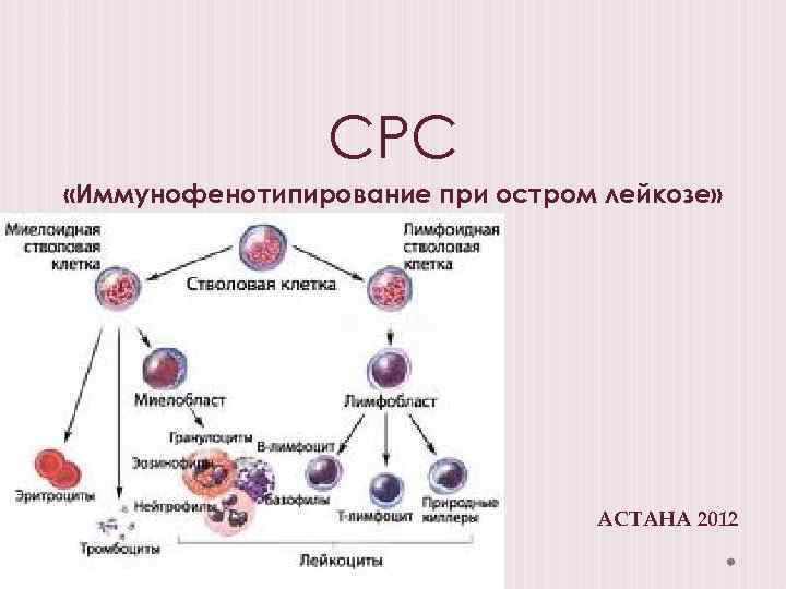 СРС «Иммунофенотипирование при остром лейкозе» АСТАНА 2012 