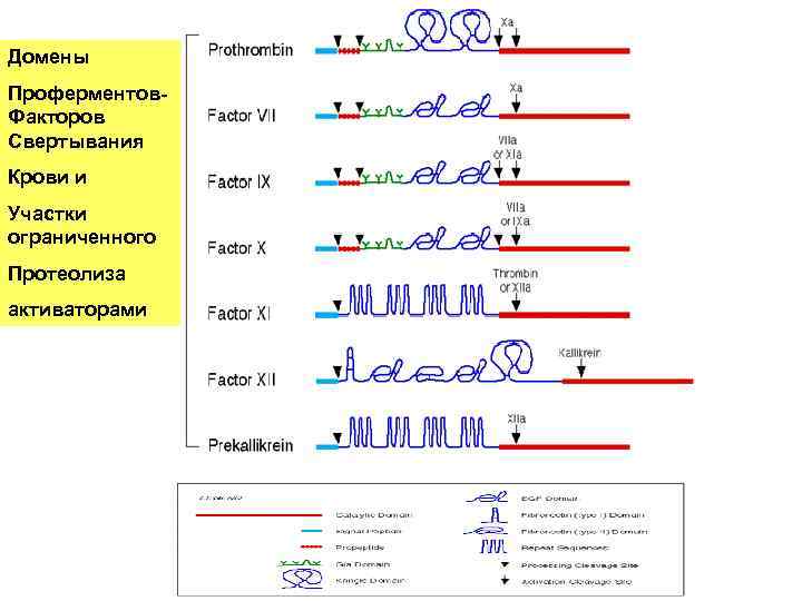 Домены Проферментов. Факторов Свертывания Крови и Участки ограниченного Протеолиза активаторами 