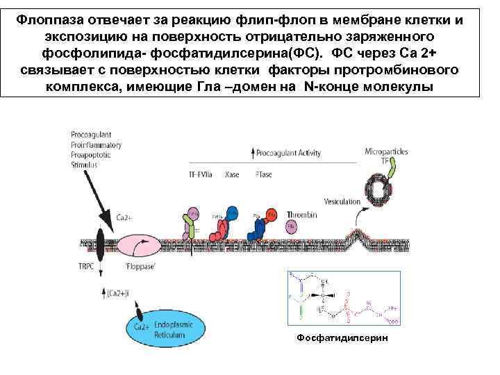 Флоппаза отвечает за реакцию флип-флоп в мембране клетки и экспозицию на поверхность отрицательно заряженного