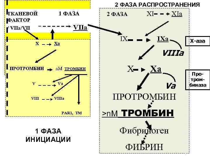 2 ФАЗА РАСПРОСТРАНЕНИЯ ТКАНЕВОЙ ФАКТОР 1 ФАЗА 2 ФАЗА XIa VIIa / VIIa/VII X