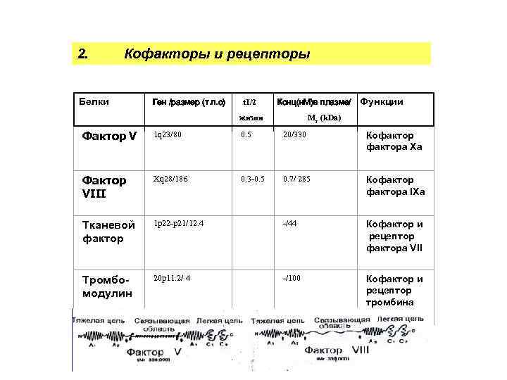 2. Кофакторы и рецепторы Белки Ген /размер (т. п. о) t 1/2 Конц(н. М)в