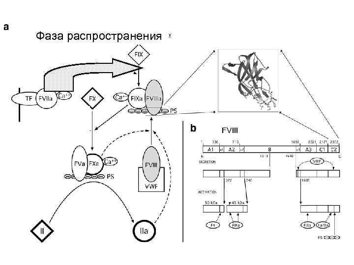 Фаза распространения FVIII 