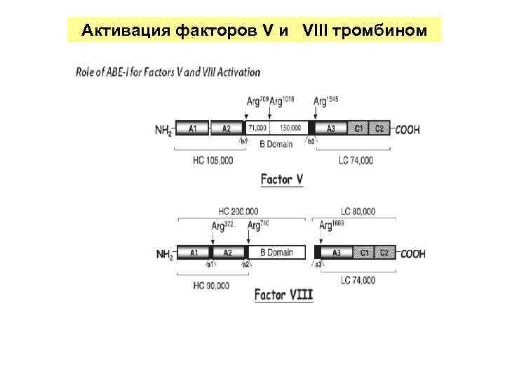 Активация факторов V и VIII тромбином 