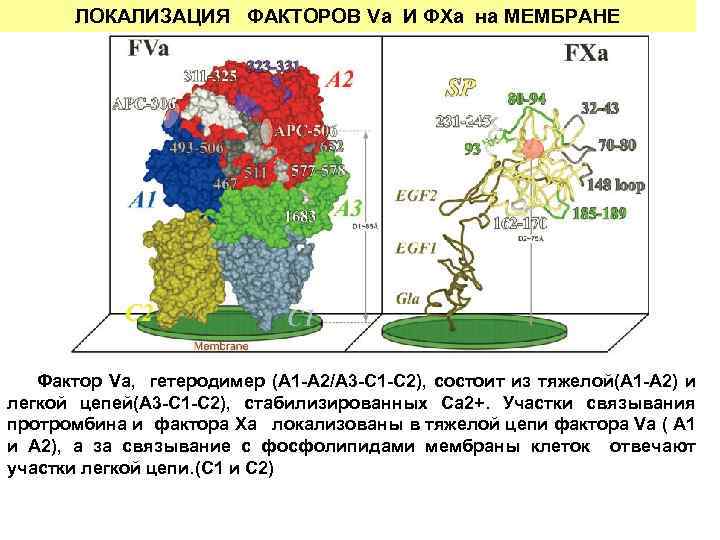 ЛОКАЛИЗАЦИЯ ФАКТОРОВ Vа И ФXа на МЕМБРАНЕ Фактор Vа, гетеродимер (А 1 -А 2/А