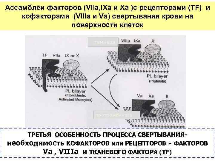 Ассамблеи факторов (VIIa, IXa и Xa )с рецепторами (TF) и кофакторами (VIIIa и Va)