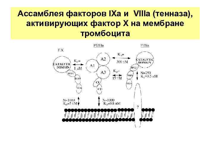 Ассамблея факторов IXa и VIIIa (тенназа), активирующих фактор X на мембране тромбоцита 