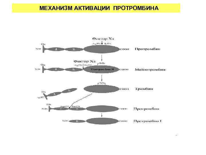  МЕХАНИЗМ АКТИВАЦИИ ПРОТРОМБИНА 