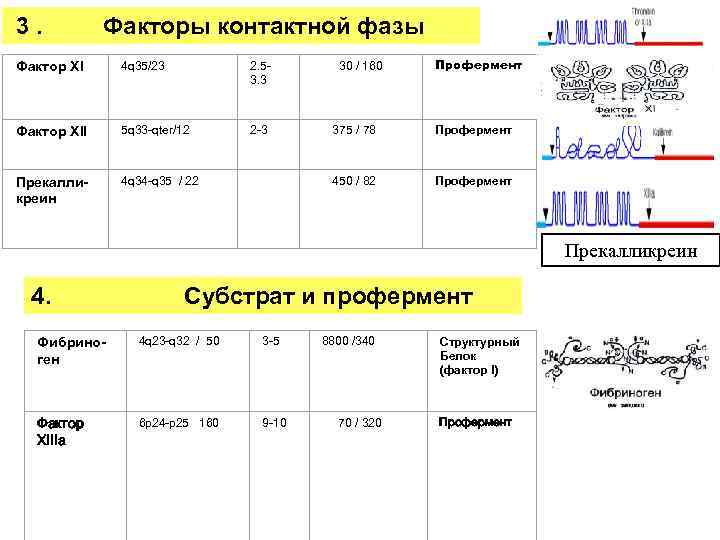  3. Факторы контактной фазы 4 q 35/23 Фактор XI 2. 53. 3 30