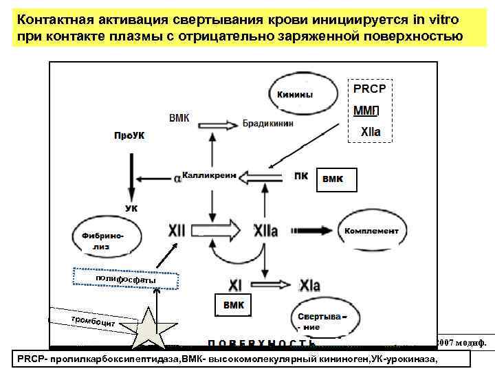 Контактная активация свертывания крови инициируется in vitro при контакте плазмы с отрицательно заряженной поверхностью