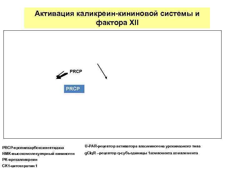 Активация каликреин-кининовой системы и фактора XII PRCP U-PAR-рецептор активатора плазминогена урокиназного типа PRCP-пролилкарбоксипептидаза g.