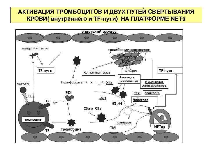 АКТИВАЦИЯ ТРОМБОЦИТОВ И ДВУХ ПУТЕЙ СВЕРТЫВАНИЯ КРОВИ( внутреннего и TF-пути) НА ПЛАТФОРМЕ NETs 