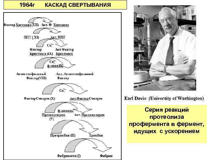 1964 г КАСКАД СВЕРТЫВАНИЯ Earl Davie (University of Washington) Серия реакций протеолиза профермента в