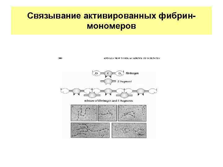 Связывание активированных фибринмономеров 