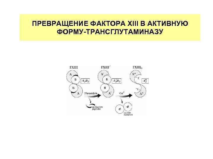 ПРЕВРАЩЕНИЕ ФАКТОРА XIII В АКТИВНУЮ ФОРМУ-ТРАНСГЛУТАМИНАЗУ 