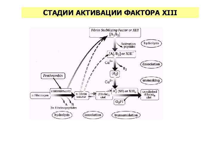 СТАДИИ АКТИВАЦИИ ФАКТОРА XIII 