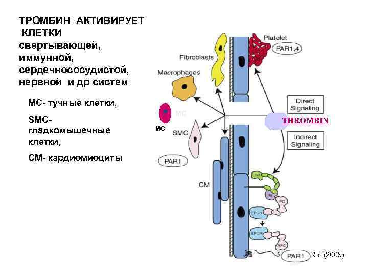 ТРОМБИН АКТИВИРУЕТ КЛЕТКИ свертывающей, иммунной, сердечнососудистой, нервной и др систем MC- тучные клетки, SMCгладкомышечные