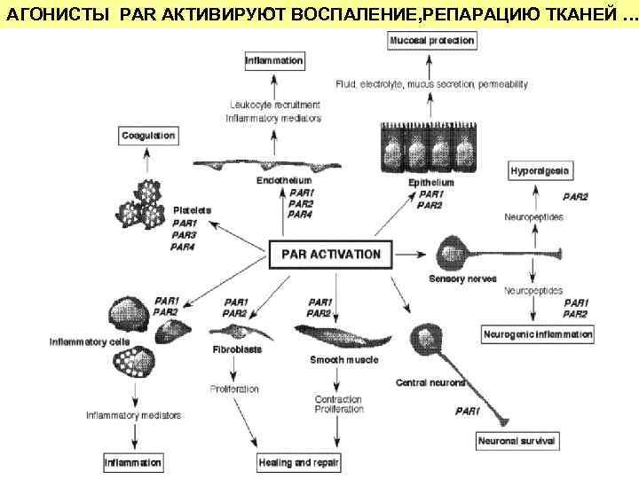 АГОНИСТЫ PAR АКТИВИРУЮТ ВОСПАЛЕНИЕ, РЕПАРАЦИЮ ТКАНЕЙ … 